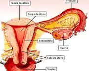 Fertilidade Feminina (9)