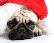 Sad-Dog-In-Christmas-Hat-dp