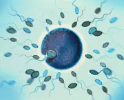 causas-da-infertilidade-masculina (14)