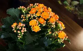 A cor laranja possui várias opções de flores