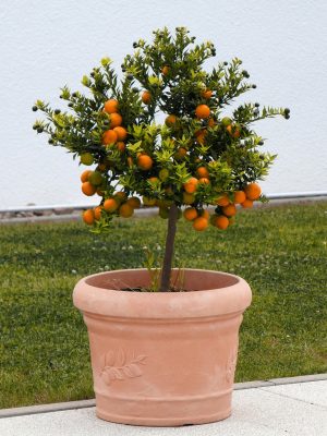 Mini árvores frutíferas
