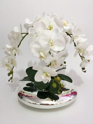Orquídeas Brancas